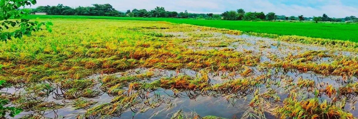 चार हजार हेक्टरमा लगाइएको बाली डुबानमा